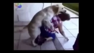 Смешные нападение животных на людей.Funny animal attacks on people.