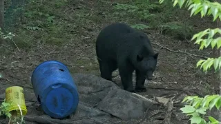 New Brunswick Bear hunt June 12, 2023. 367 Pound Boar. Hunter - Josh Foreman