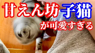 更に甘えん坊になった子猫！それはなぜ？