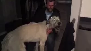 Irish Wolfhound howls in joy at owner returning after long absence