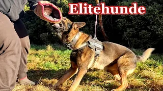 Die Elite der Schutzhunde: Die 10 Besten Schutzhunderassen!