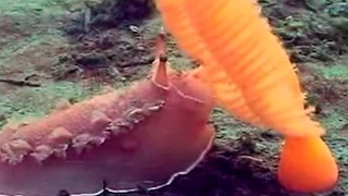 Tritonia Diomedea Eating Cnidaria Sea Pens