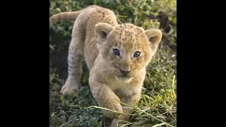 lion cub decided to make a U-turn and walk alone