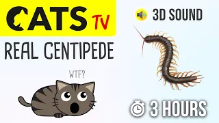 CATS TV - Real Centipede 🙀 3 HOURS (Cat games on screen)