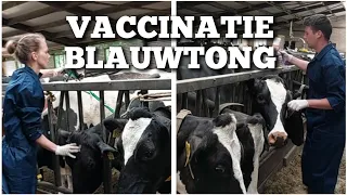 Vaccinatie tegen BLAUWTONG | Boer Gerrit vlogt