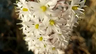 Μελισσοκομικα Φυτα Σεπτεμβριου Αγριο Κρεμμυδα Τουρκακι