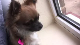 CHIHUAHUA BARKING | SEE WHAT HAPPENS TO YOUR DOG