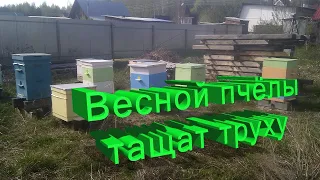 Профессор Кашковский: Весной пчёлы тащат труху, не просто же так?