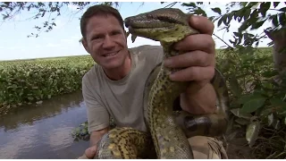 Steve Wrestles with a Green Anaconda | Deadly 60 | BBC Earth