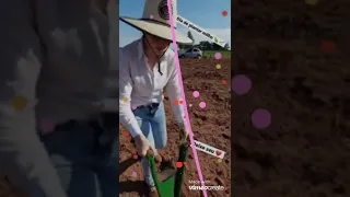 Plantando milho com a plantadeira manual (matraca) 🌽