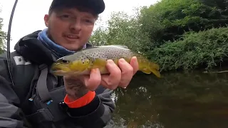 Ultralight Spinning for Wild River Brown Trout after Heavy Rain in September