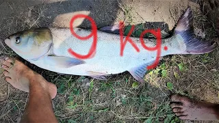 Feeder pecanje krupnog Tolstolobika na hranu i tablete - Tamiš PART 2 | Fishing  big silvercarp 9kg.