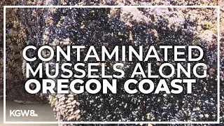 Don't gather mussels from northern Oregon Coast, state health officials warn