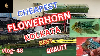 Finding the Hidden Gems: Cheapest Price Flowerhorn Fish in Kolkata vlog-48#viral#flowerhorn#trending