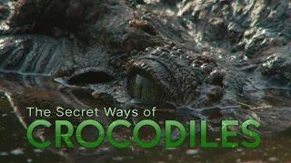 SECRET WAYS OF CROCODILES TRAILER