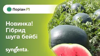 Кавун 🍉  Лоріан F1 — шалений урожай!