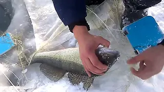 Зимняя рыбалка.Сети на судака.Вторая проверка.