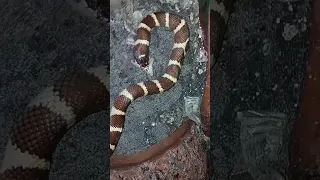 California king snake