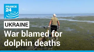 Black Sea dolphins: Another casualty of war in Ukraine? • FRANCE 24 English