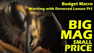 Budget Macro, Beyond One to One with a Reversed Lens AND Easy Black Backgrounds for your Macro shots