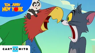 Schabernack in New York City | Tom und Jerry | Cartoonito