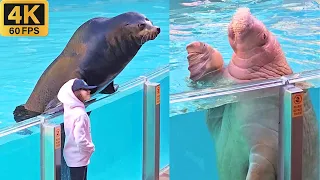 Sea Lion & Otter Spotlight (Full Show 4K) SeaWorld Orlando - JAN 21, 2024