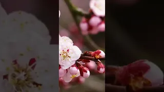 "Вишня " группа Браво Метехи