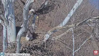 The uninvited guest PixCams U. S. Steel U. S. Steel Bald Eagle Camera Live Stream Cam 1 Irvin&Claire