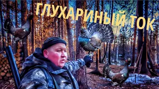 Пришел на Глухариный Ток а там... такого Тока я ещё не видел.