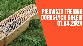 Pierwszy trening dorosłych gołębi - 01.04.2024