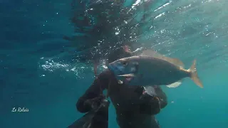 gros pageot et gros denti chasse sous marine la colo du relais