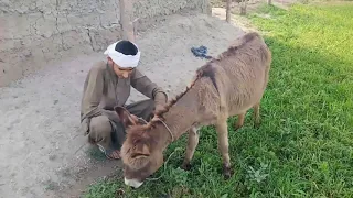 Man and donkey | female donkey with human