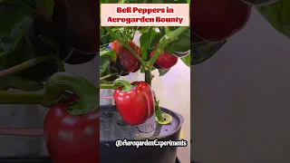 Bell Peppers in Aerogarden Bounty Basic #hydroponics #indoorgarden #gardening #bellpeppers #garden
