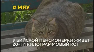 Бийский кот Стёпа покорил интернет своими объемами
