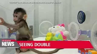 Chinese scientists successfully clone monkeys for first time