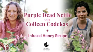 Purple Dead Nettle with Colleen Codekas + Infused Honey Recipe