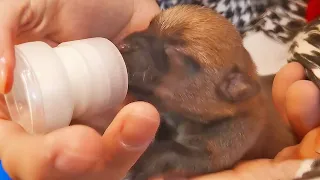 Several Newborn Puppies Abandoned and Near Starvation,Given a Fresh Lease on Life by a Lady's Rescue