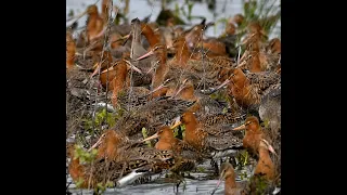 extended footage of a large flock of black-tailed godwits on blashford lakes Hampshire 18/04/24..