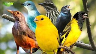 10 LINDOS PÁSSAROS CANTANDO NA NATUREZA | Canário, Tico Tico e Mais !!!