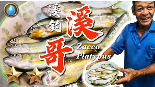 野味第2集 | 溪釣 溪哥 | 酥炸 | Zacco platypus | 萍哥Pinger