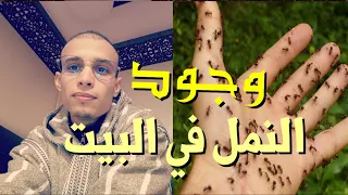 سبب وجود النمل في البيت ( إحذر الامر خطير ) الراقي المغربي زهير آدم