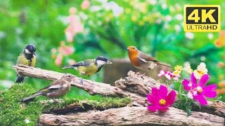 😺 Cute Birds and Pretty Flowers 🐦 Cat TV for Cats to Watch 😺 🐦 10 Hours (4K)