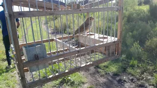 salida de casa de jilguero.probando el llamador