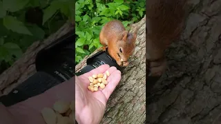 #squirrel  #matdax #naturephotography #sweden #göteborg  #ekorre #botaniska #samsungs10 #movie