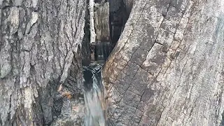 Amazing! Water gushing from a tree in Montenegro!