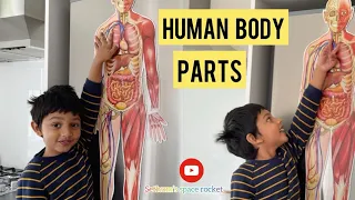 Learn Human Body By Making a Body Puzzle
