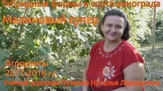 Виноград Малиновый супер - ультраранний срок созревания на участке Пузенко Натальи Лариасовны