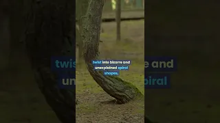 Dancing Forest in Russia