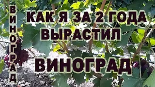 Как я за 2 года вырастил  виноград. Обзор отводка 2018 год