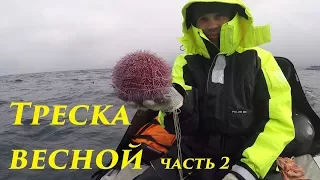 СУПЕР МОРСКАЯ РЫБАЛКА / часть 2/ Cod in the spring part 2